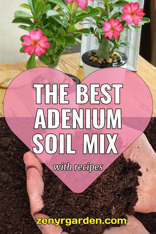 best-soil-mix-for-adenium.jpg