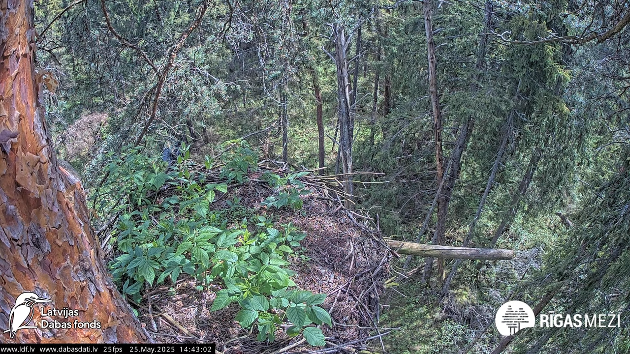 Melnais stārķis (Ciconia nigra) Rīgas mežos 4-6-7 screenshot