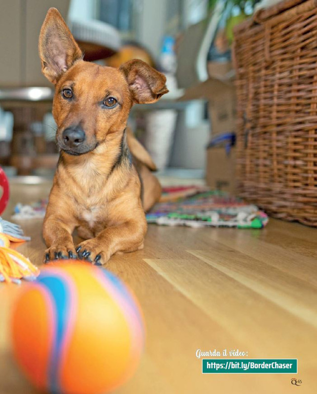 QuattroZampe Nov 2022 (4)