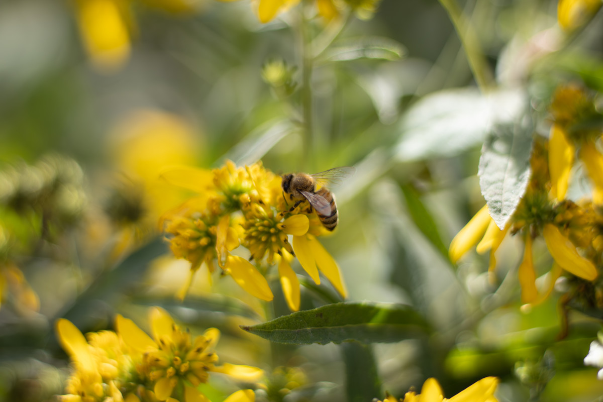bee