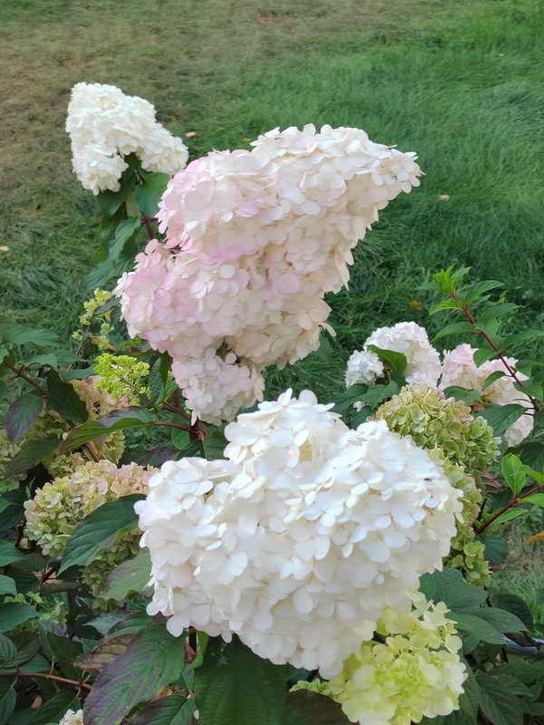 https://i.postimg.cc/kMc6Jym0/74-IMG-20230904-164846.jpg