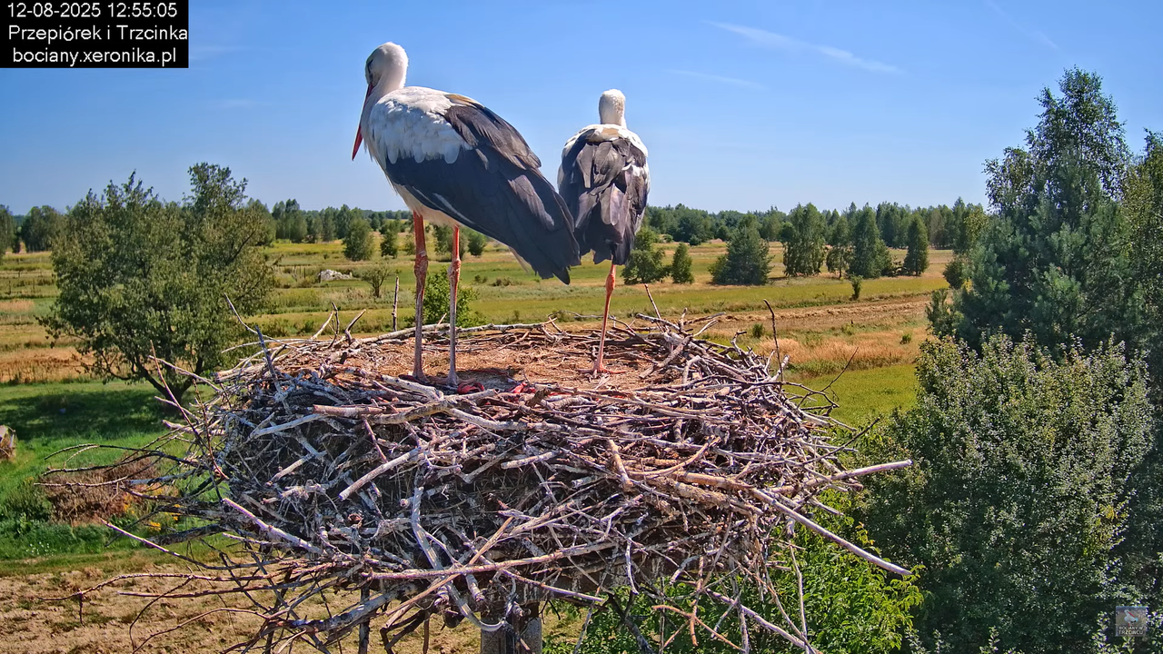 12082025bociany17