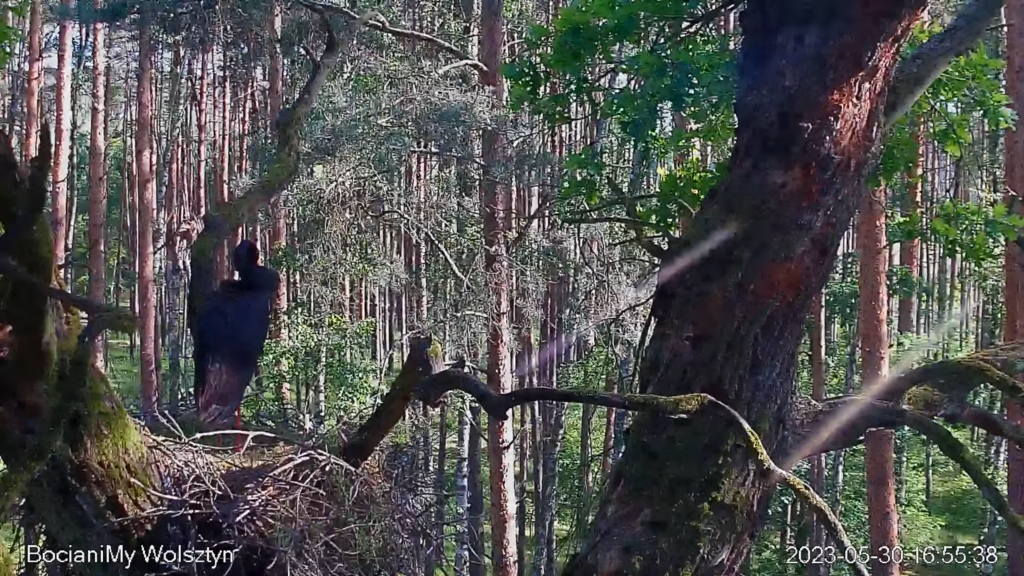 Zrzut ekranu (15983)