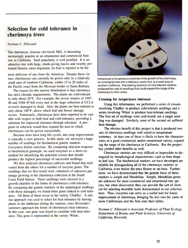 Selection for cold tolerance in cherimoya trees