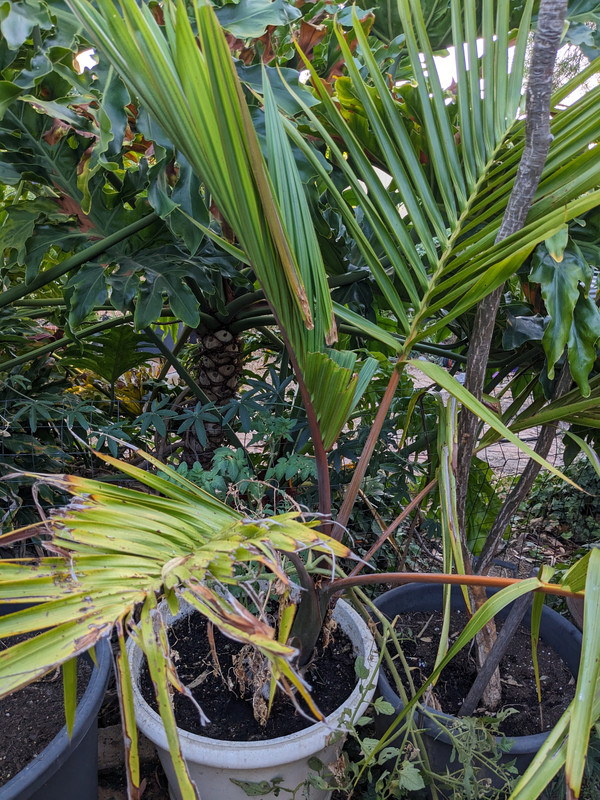 PXL_20241231_104523714