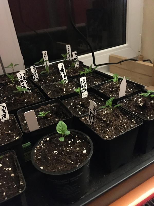 FCE0921B-5534-4868-9865-135AA68CC3FA