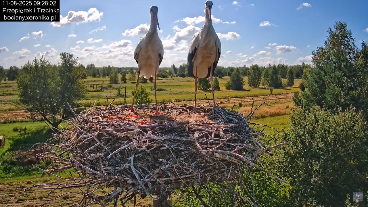 11082025bociany16
