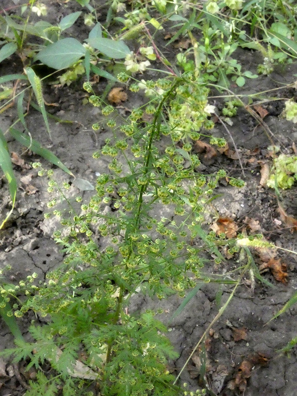 P1050793-1... (1024)