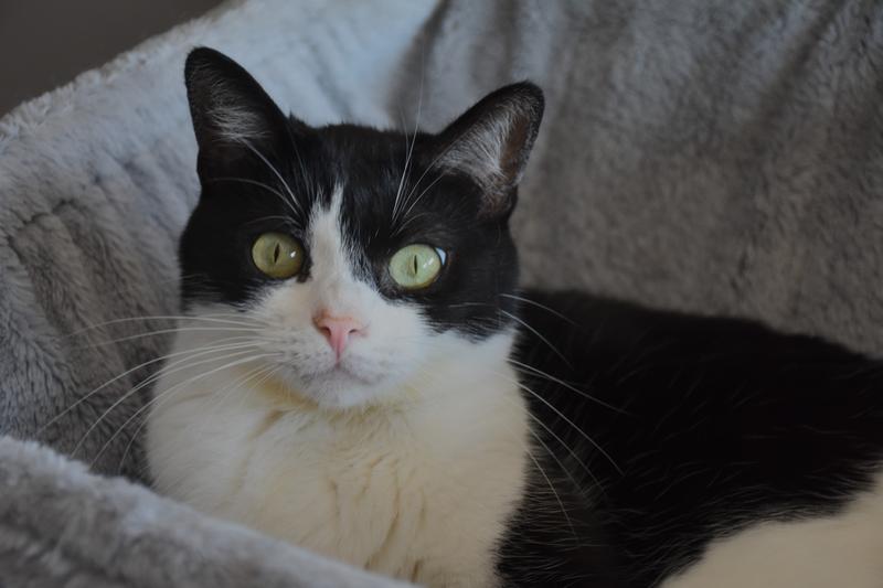 Slika