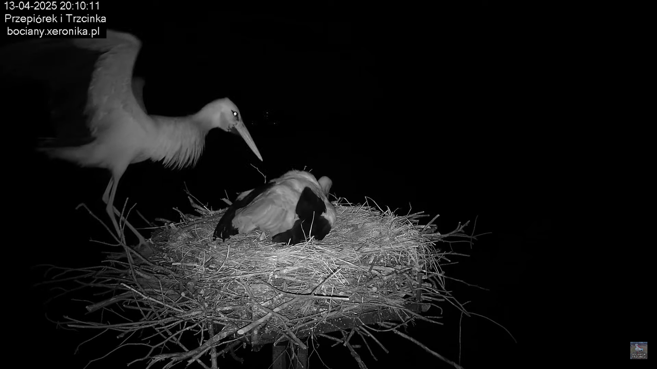 13042025bociany19