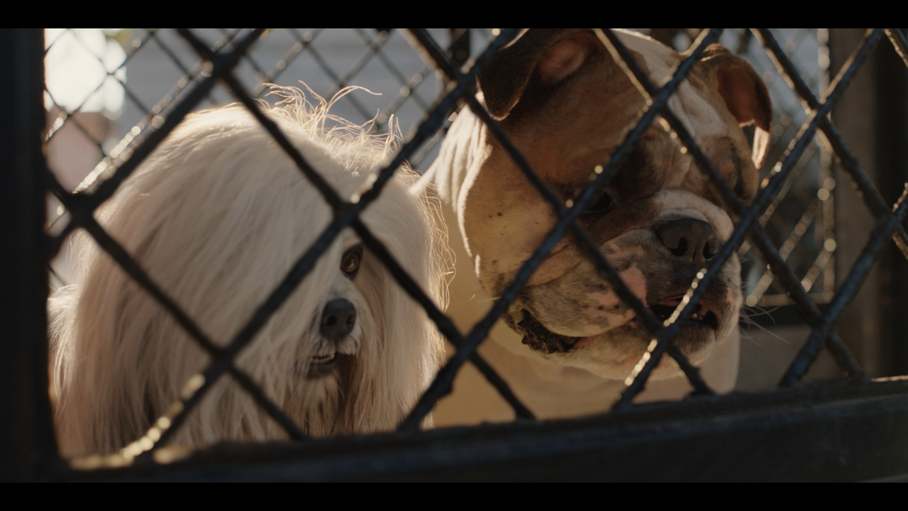 Lady and the Tramp [1080p]_Video