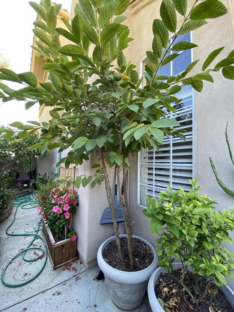 [Image: 424141-E9-355-C-447-F-9275-FD225-D753849.jpg]