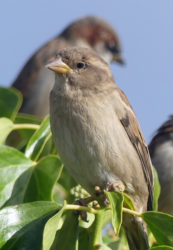 SPARROW 6 160924