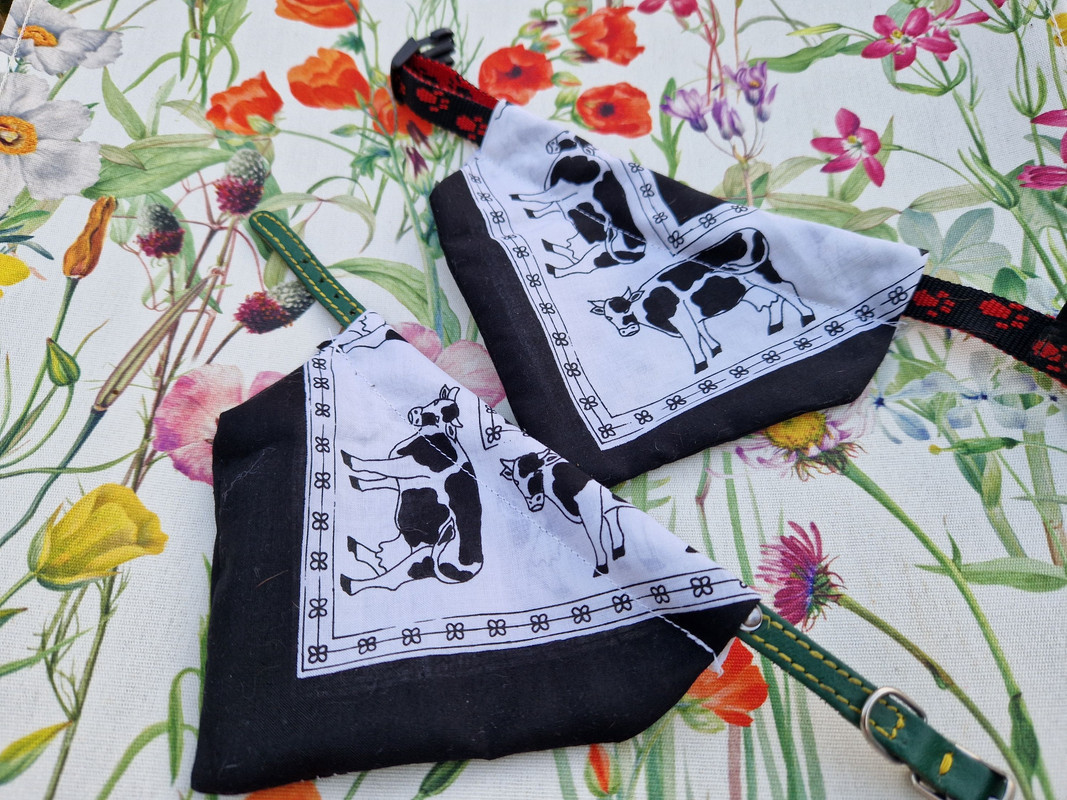 [Image: 20240831-194154.jpg]