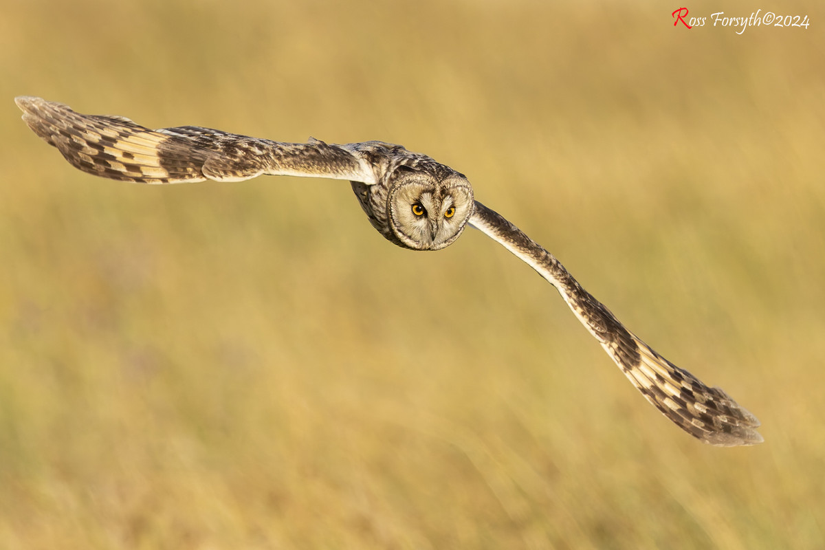 20240807-_5RF2536-CR3