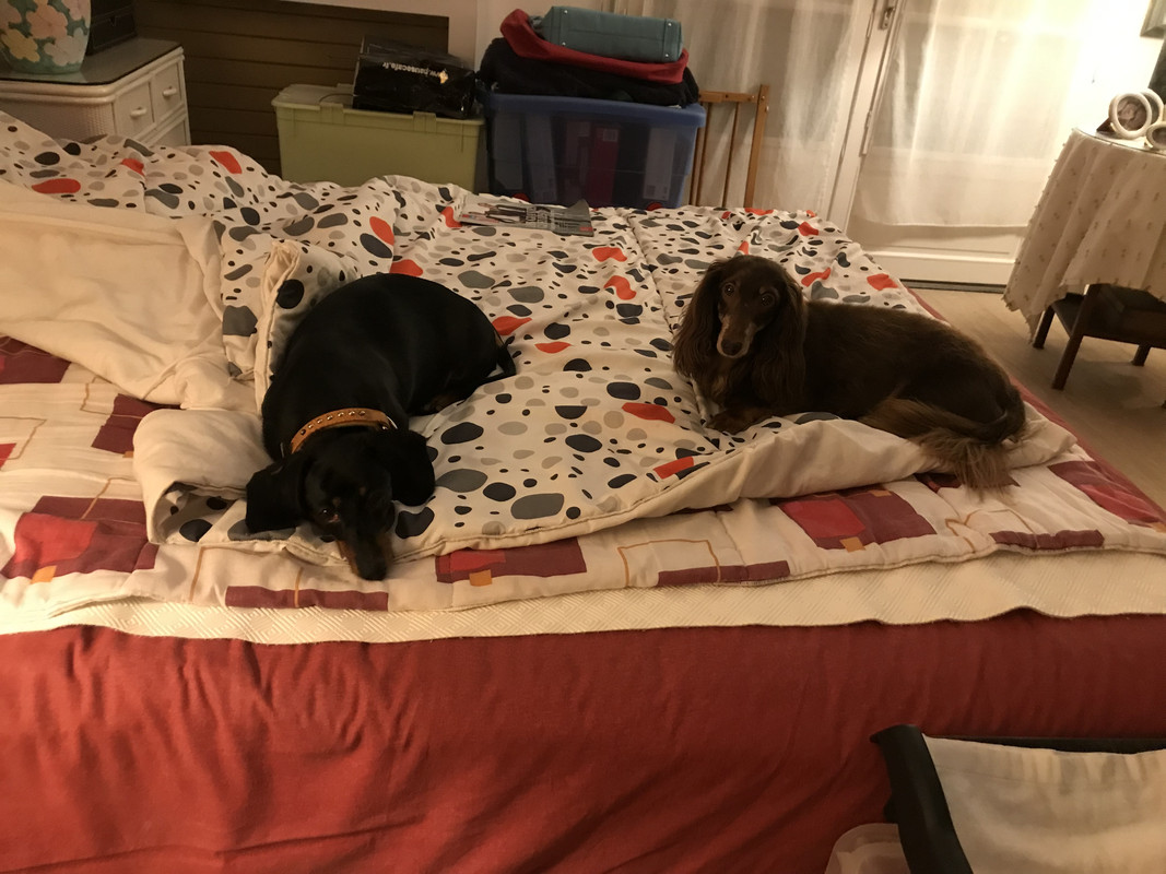 [Image: A2-F8-CB2-D-A37-C-49-CC-A6-F1-D08-B001736-B6.jpg]