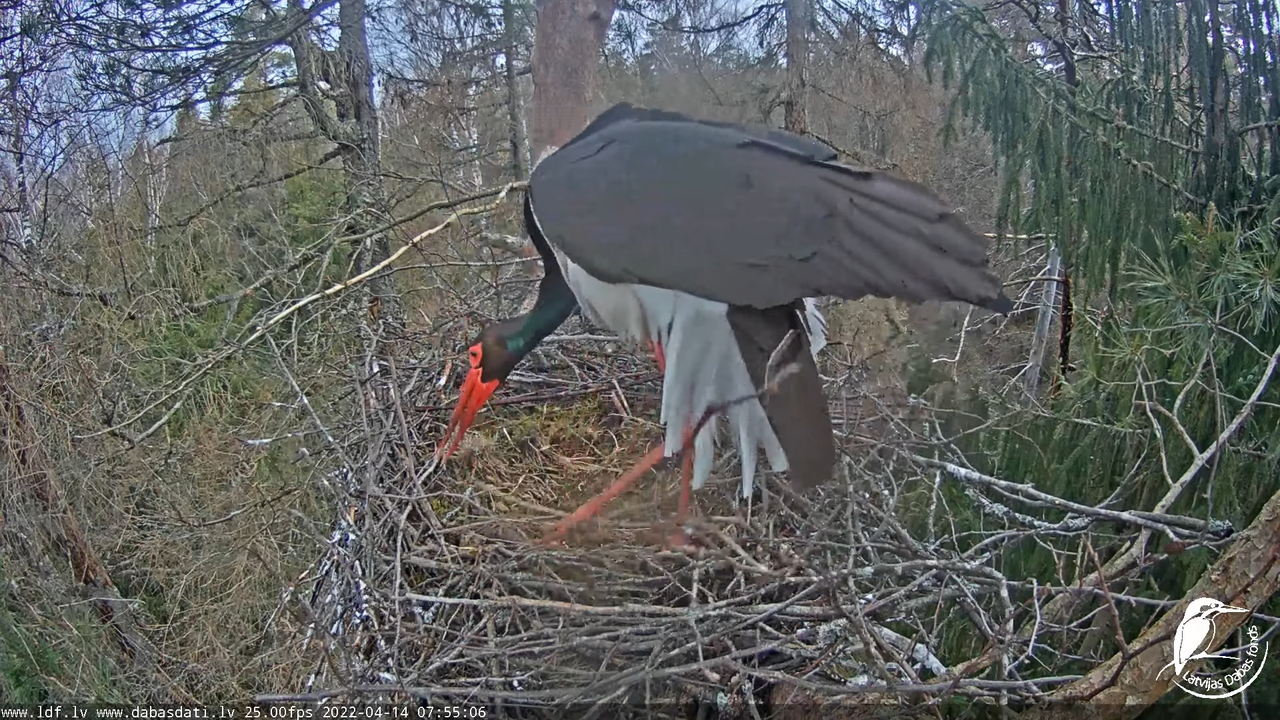 Melnais stārķis (Ciconia nigra) Siguldas novadā - LDF tiešraide 13-31-1 screenshot
