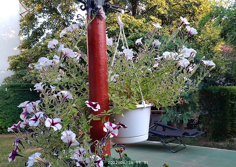 https://i.postimg.cc/kMsTZn6g/petunia1-2022-06-26.jpg