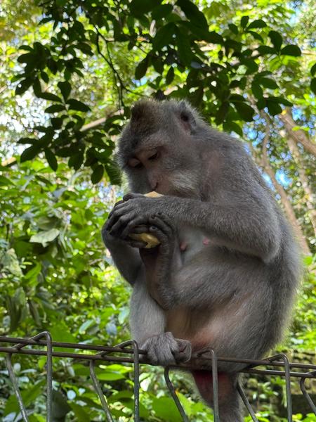 6 Aviones, 3 barcos y 2 trenes, empezando en Estambul y terminando Kuala Lump - Blogs de Indonesia - TERCERA PARADA: BALI (28)