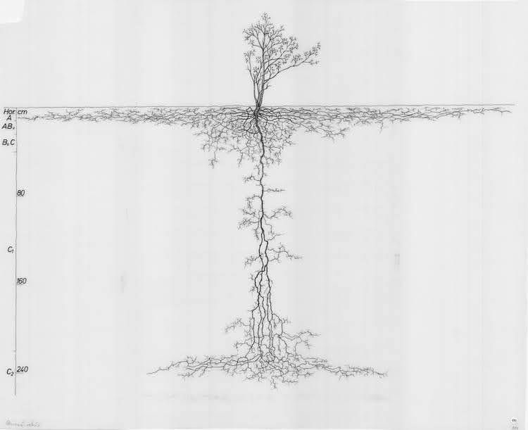 Quercus robur (luznjak)