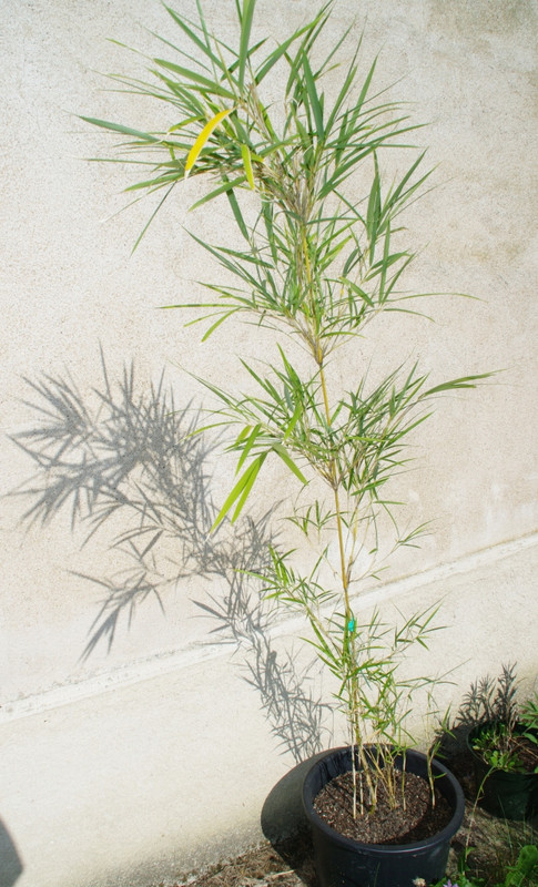 Pleioblastus linéaris