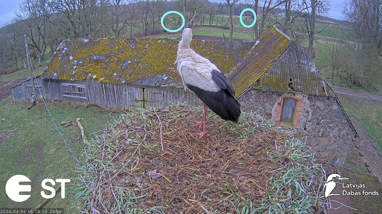 Baltie stārķi (Ciconia ciconia) Tukuma novadā - LDF tiešraide __ White storks in Tukums, Latvia 13-2