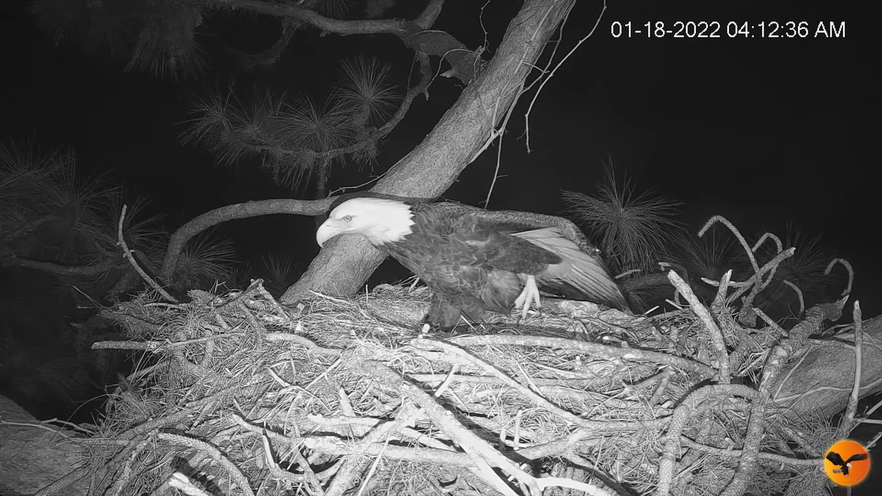 EC Nest Cam 10-47-24 screenshot (1)