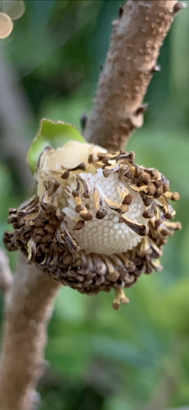 A12EF3D9-93DB-4A0A-A2EC-C29A27E23060