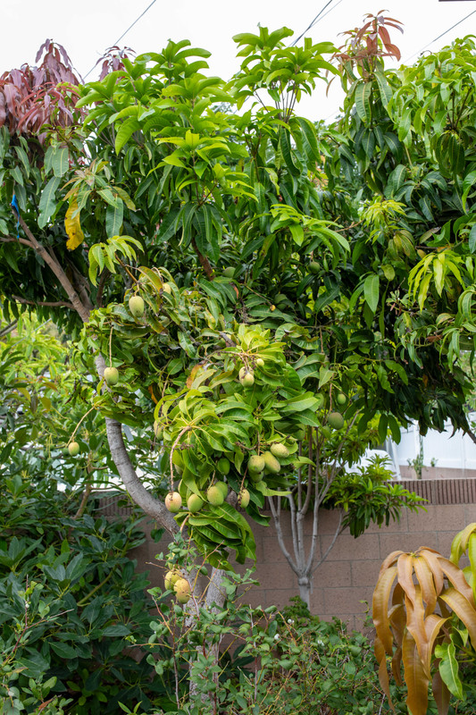 8U1A5712  Angie Mangoes Ripening on the Tree in RB (8-23-2025)