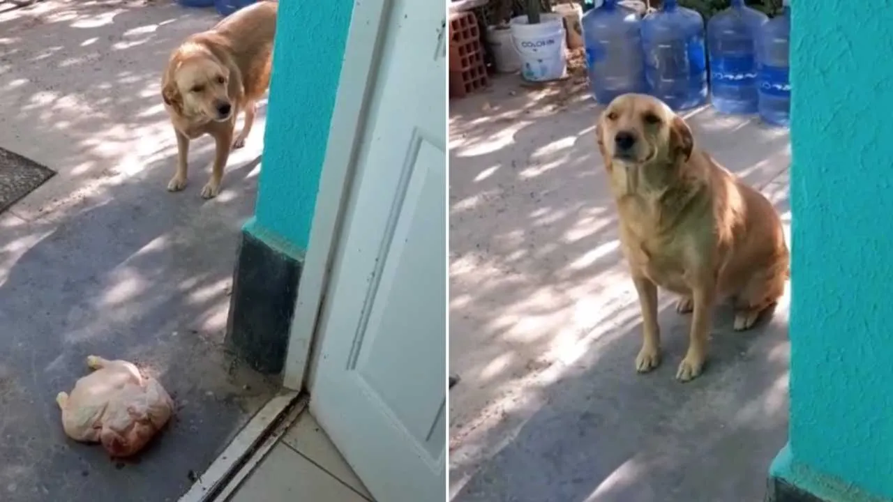 Perrita roba un pollo y se lo lleva como regalo a su dueña