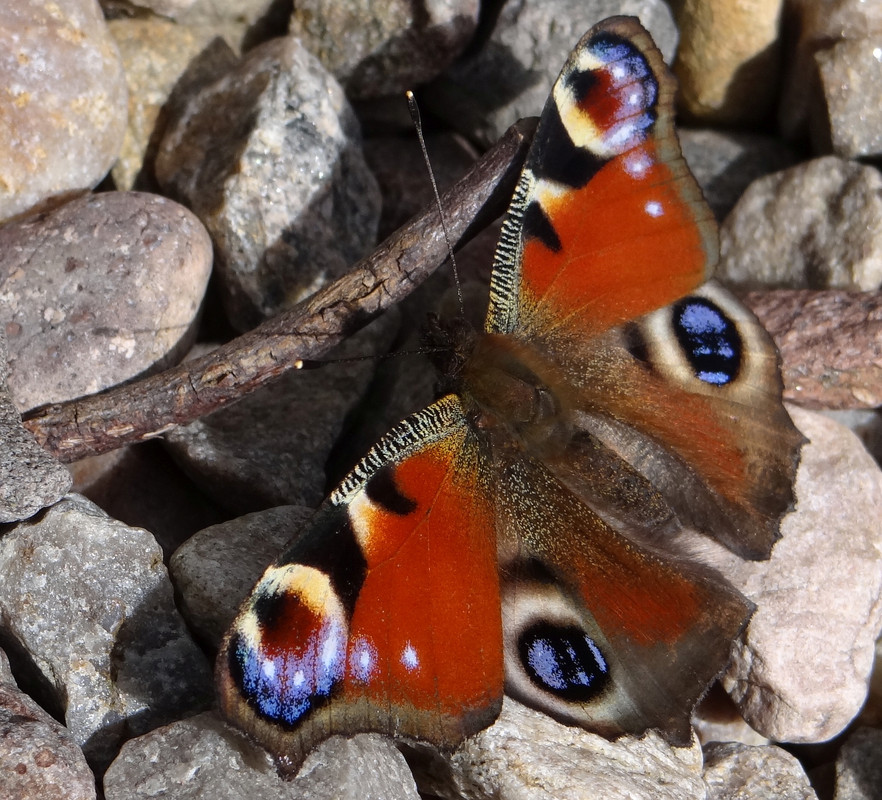 PEACOCK 22 290824