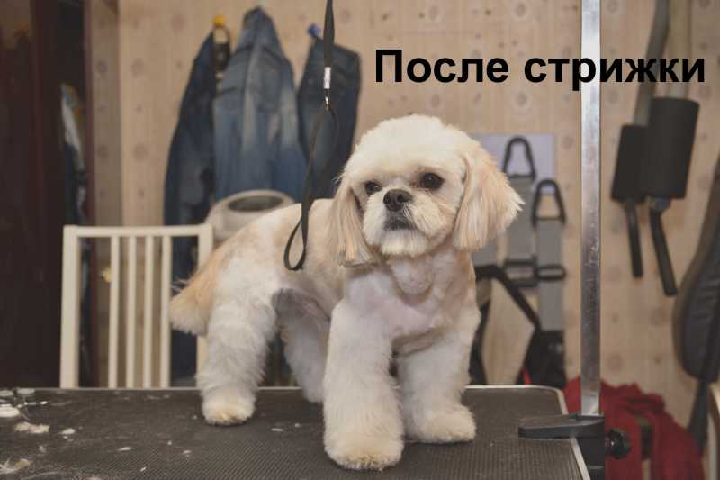 Генри готов