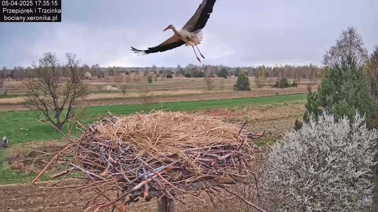 05042025paresekundwgniezdzie_36