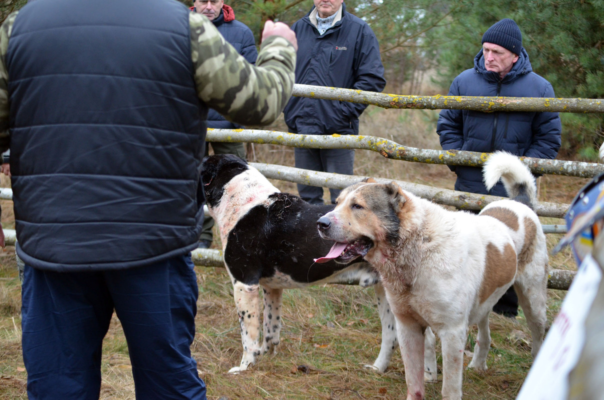 Халк - Сако 2 (9)