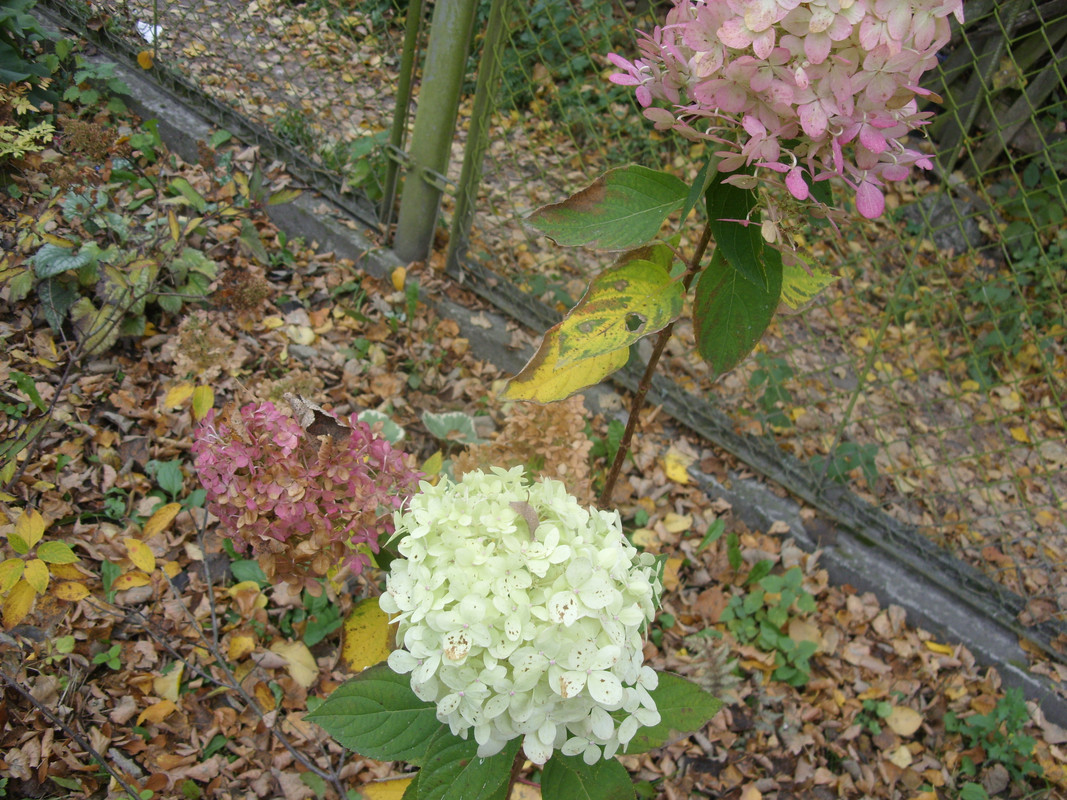 SDC11375
