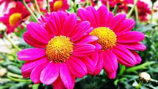 Phòng Thơ Cộng Đồng (Gửi Bài Viết) Dahlia-flowers-magenta-color-with-yellow-center-Wallpaper-HD-192