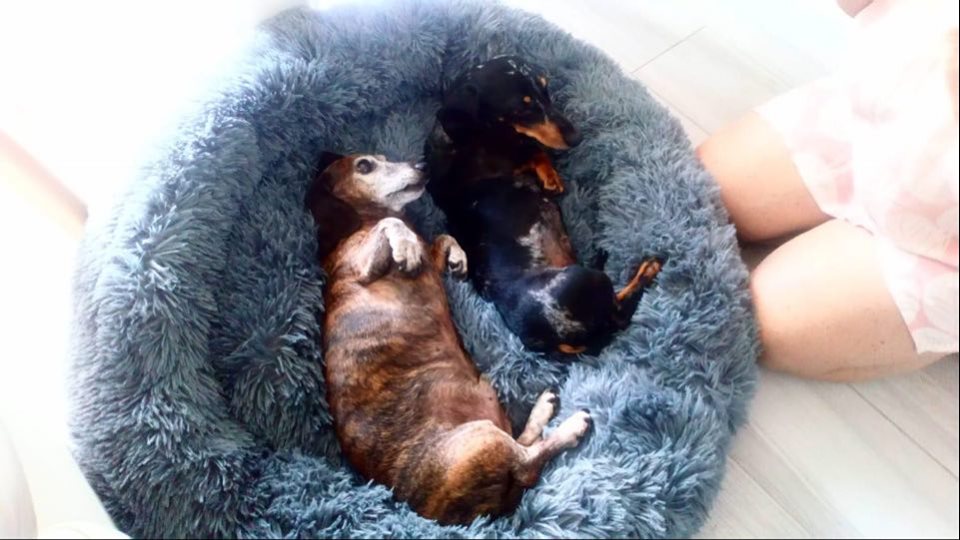 [Image: Folio-et-Jypsy.jpg]