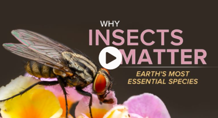 TTC - Why Insects Matter: Earth's Most Essential Species