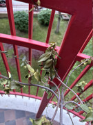 IMG-3217