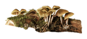 TADD_elements_Autumn_Fairy_Tales_62