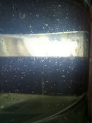 Cold-water-Artemia