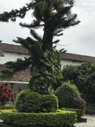 IMG-8239