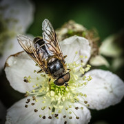 Eristalis pertinax (Tapered Drone Fly) - JPB_9018