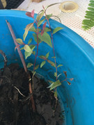 1C0B0254-067E-4815-BB53-CA0BD2880F93