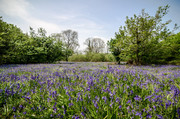 Bluebell Meadow, Lewesdon Hill - JPB_0620