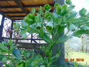 DSC00405