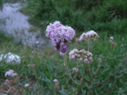 28.6.Tyrian weeds VI