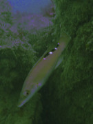 07004_10-03-1Pois-8030057