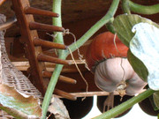 ADP Free party Balscha 2009 055