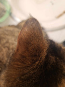 S - Ear Tuft